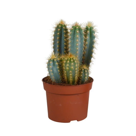 Pilosocereus azureus – Blauer Säulenkaktus 12 cm, pflegeleicht & robust