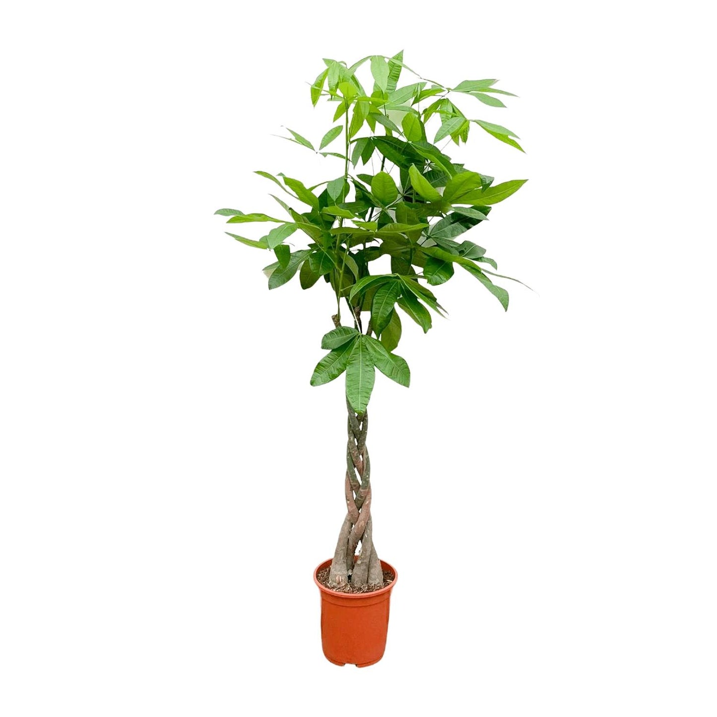 Pachira Aquatica – Geldbaum, 140 cm, ø27 cm