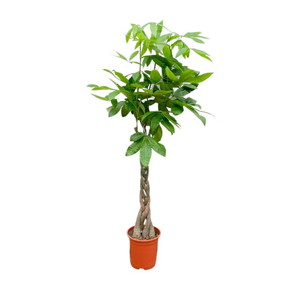 Pachira Aquatica – Geldbaum, 140 cm, ø27 cm
