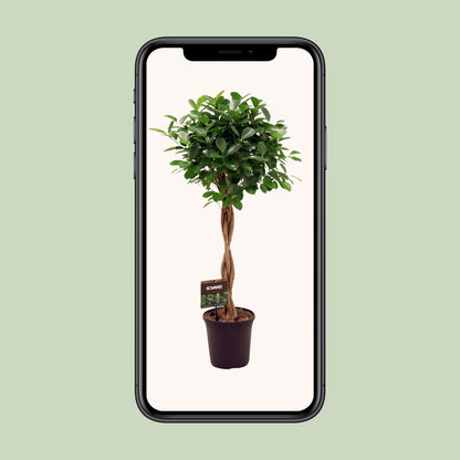 Gummibaum 'Moclame' – Pflegeleichte Zimmerpflanze Ø23cm