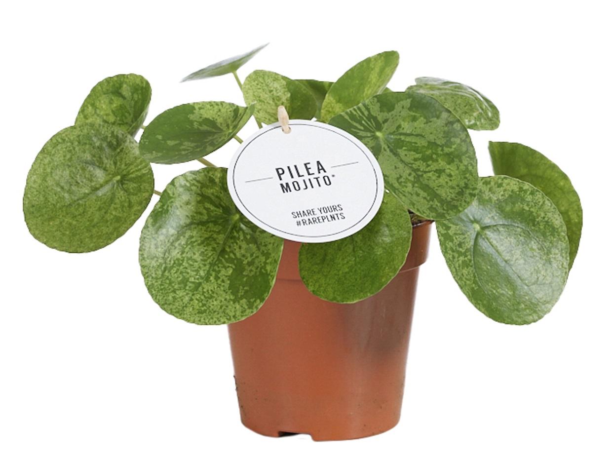 Pilea Mojito – Trendige, pflegeleichte Zimmerpflanze Ø13cm