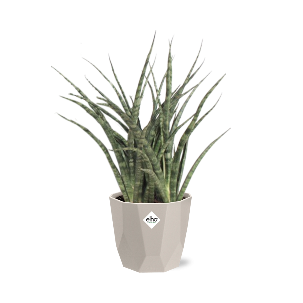 Sansevieria Fernwood Punk in ELHO b.for rock 14 cm warm grey