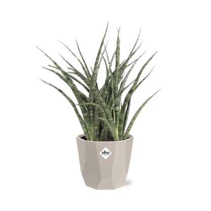 Sansevieria Fernwood Punk in ELHO b.for rock 14 cm warm grey
