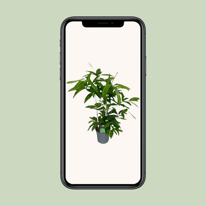 Dracaena Surculosa – Elegante, pflegeleichte Zimmerpflanze Ø17cm