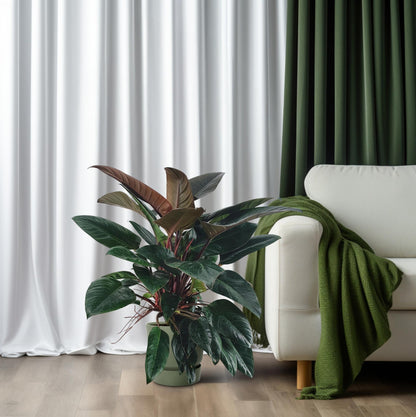 Philodendron Congo Rojo – Pflegeleichte Tropische Zimmerpflanze 100 cm