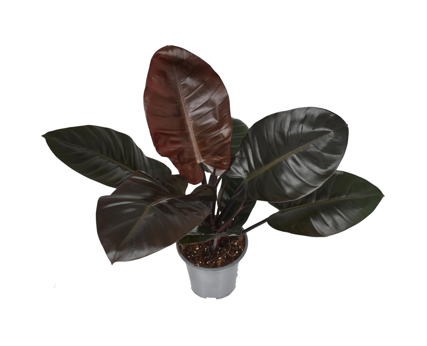 Philodendron Black Cardinal – Elegante, pflegeleichte Zimmerpflanze