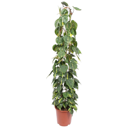 Philodendron Scandens Brasil – Pflegeleichte Kletterpflanze 160 cm
