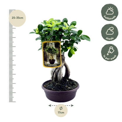 Ficus Microcarpa Ginseng – Pflegeleichter Zimmerbaum 30 cm