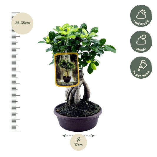 Ficus Microcarpa Ginseng – Pflegeleichter Zimmerbaum 30 cm