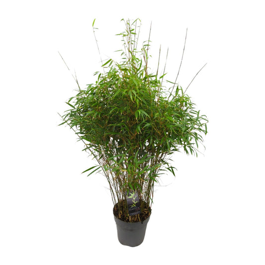 Drachenkopf-Bambus 'Rufa' – Pflegeleichte Zimmer- und Gartenpflanze Ø27cm