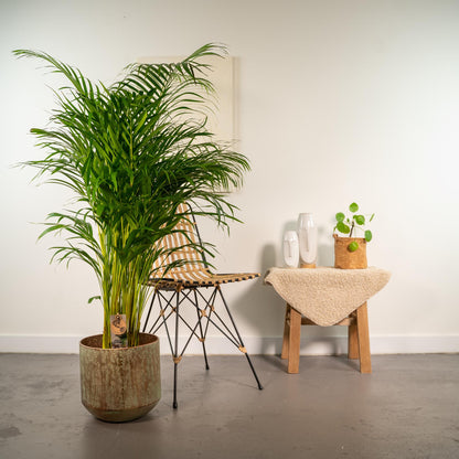 Areca-Palme – Pflegeleichte luftreinigende Zimmerpflanze, 130 cm