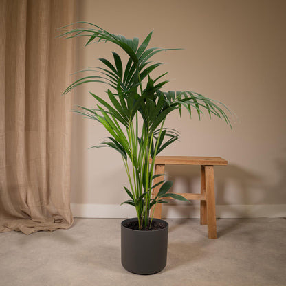 Kentia-Palme (Howea forsteriana) Ø21cm, Höhe ca. 120cm