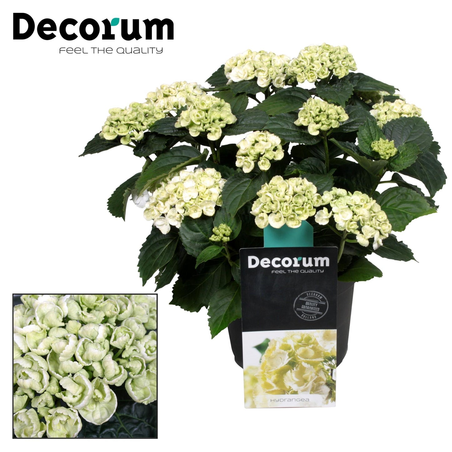 Hydrangea Curly Wurly Wit – Pflegeleichte Hortensie Ø23cm