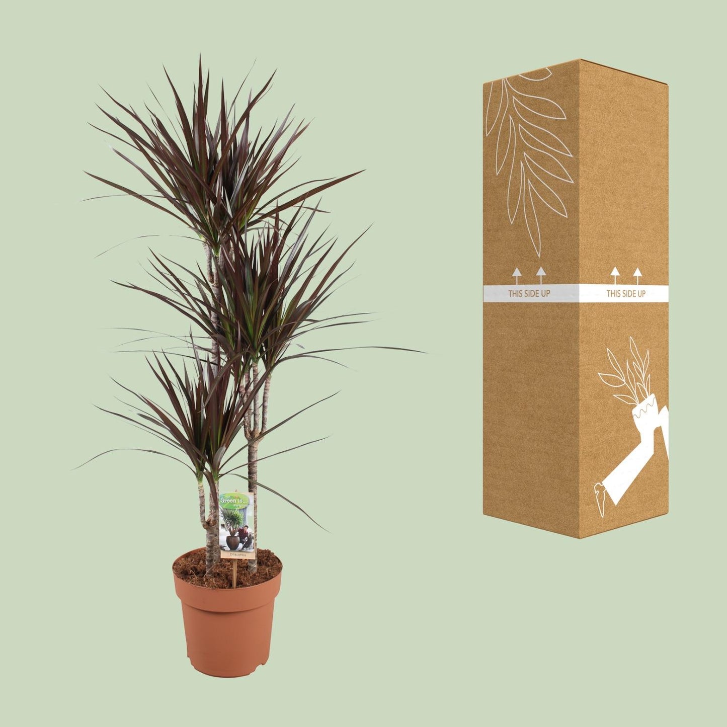 Dracaena Magenta – Pflegeleichter Drachenbaum Ø21cm, 120cm hoch