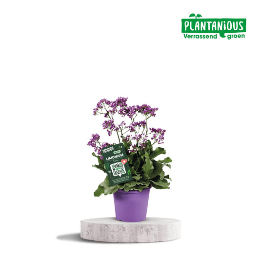 Limonium Salt Lake – Pflegeleichte Blühpflanze Ø19cm