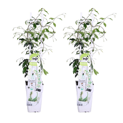 2x Trachelospermum 'Star of Venice' – Sternjasmin Ø15cm, 65cm hoch