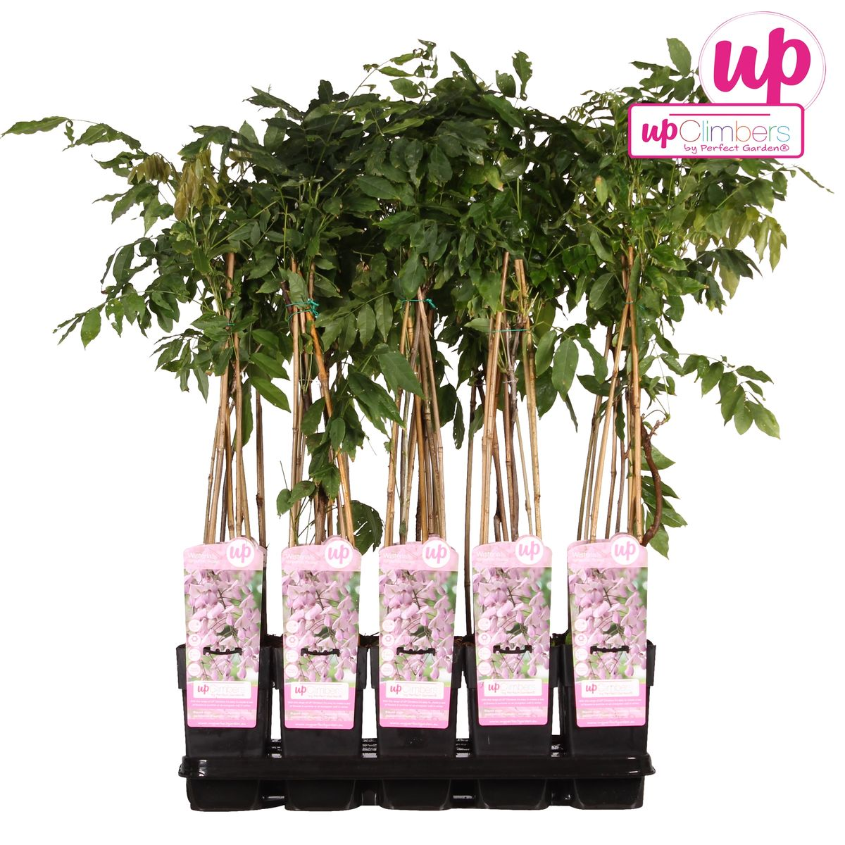 Wisteria floribunda 'Rosea' – Rosa Regen Kletterpflanze Ø15cm
