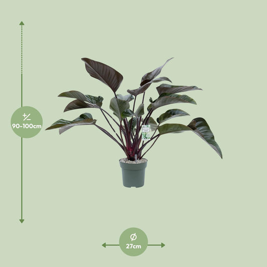 Philodendron Red Beauty – Pflegeleichte Tropenpflanze Ø27cm