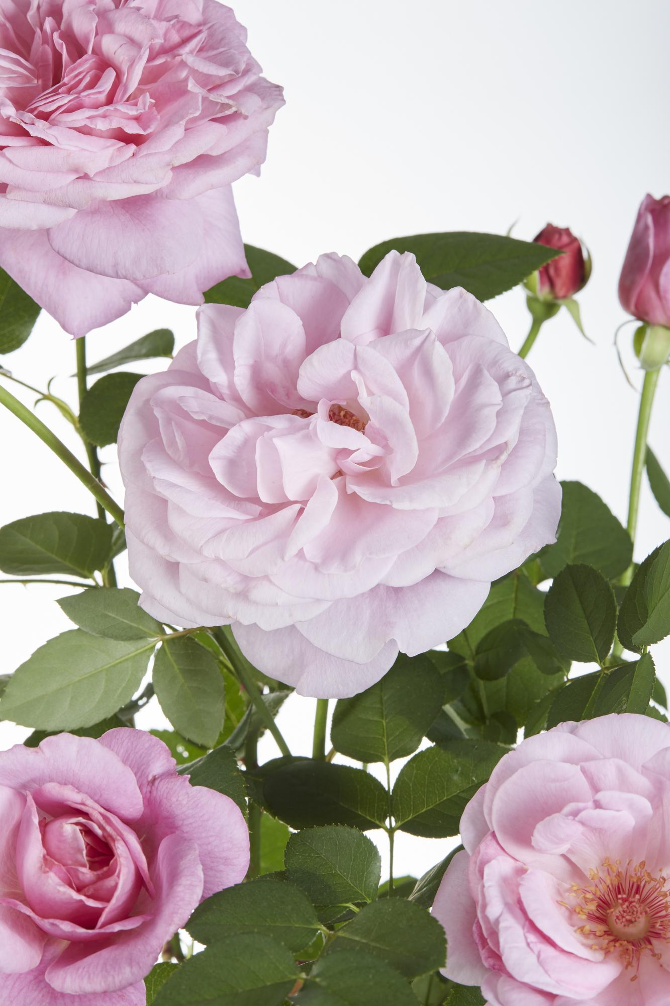 3x Kletterrose Rosa Crazy in Love 'Pink' – 65 cm, Ø15 cm