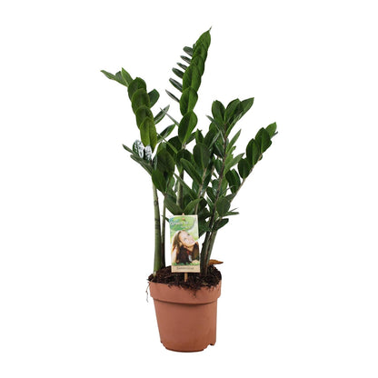 Zamioculcas (ZZ-Pflanze) – Pflegeleichte Zimmerpflanze Ø17 cm