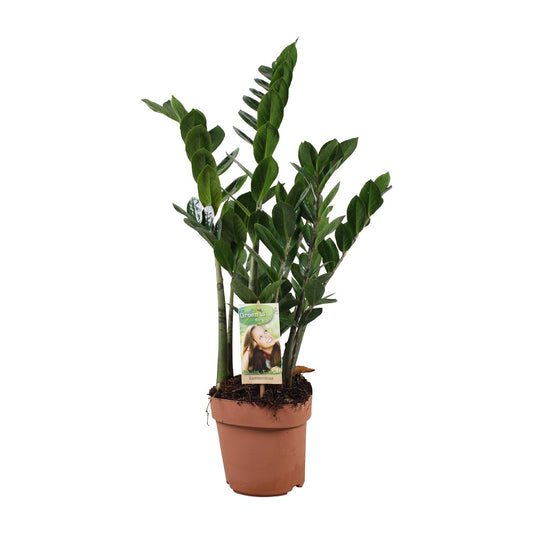 Zamioculcas (ZZ-Pflanze) – Pflegeleichte Zimmerpflanze Ø17 cm