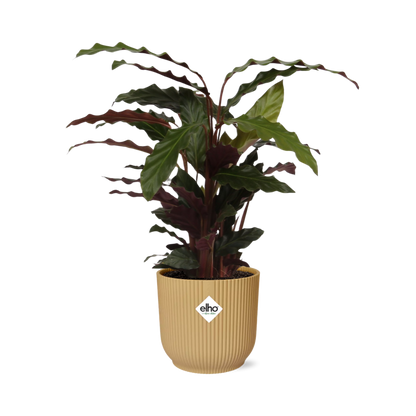 Calathea Rufibarba ‘Tropistar’ im ELHO Vibes Fold 14cm Gelb