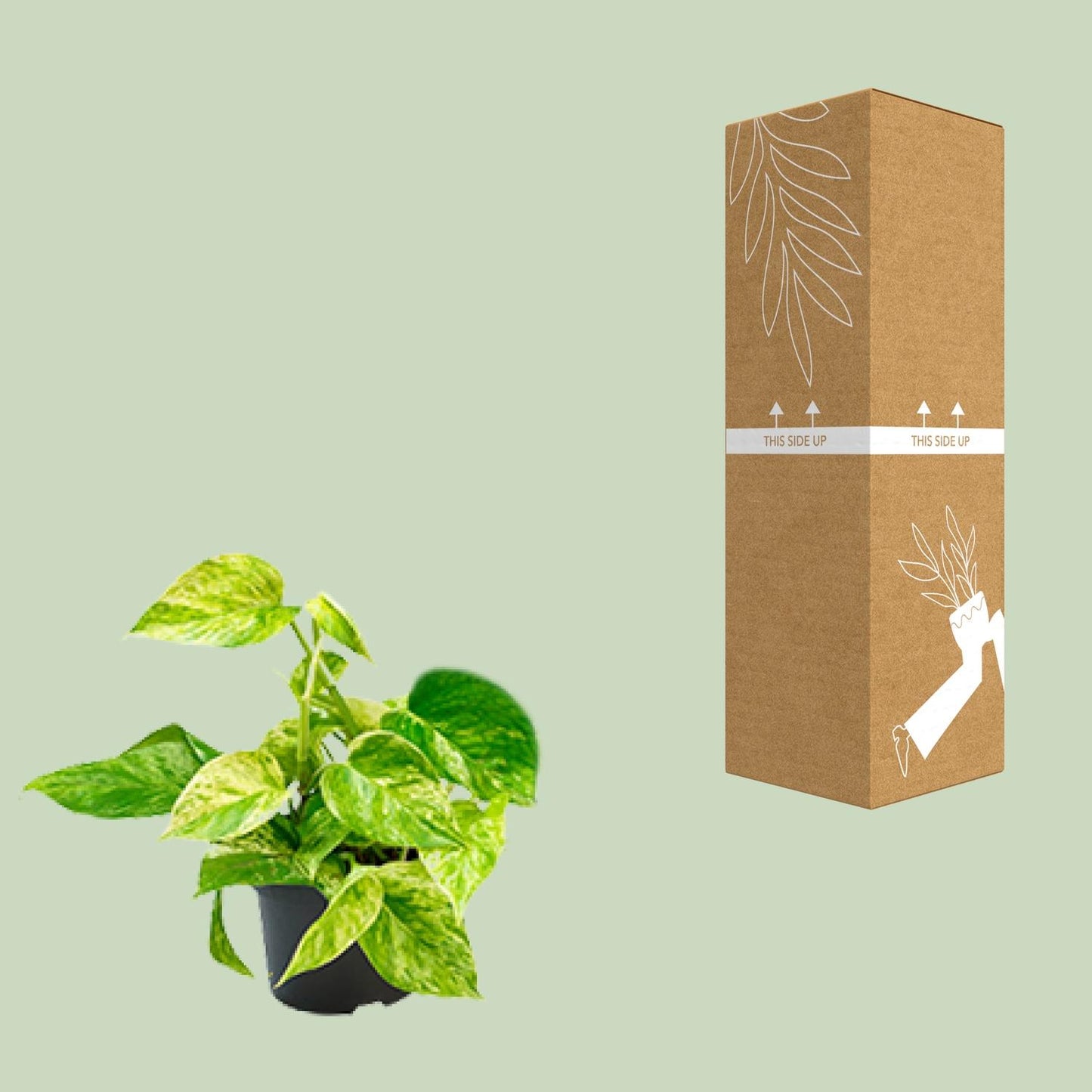 Epipremnum Marble Queen – Goldener Efeu Ø12 cm