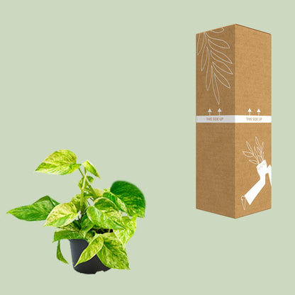 Epipremnum Marble Queen – Goldener Efeu Ø12 cm