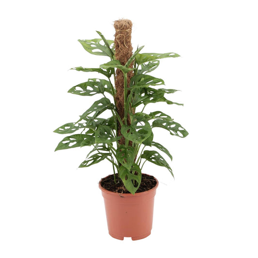 Monstera Monkey – Pflegeleichte Zimmerpflanze Ø17cm