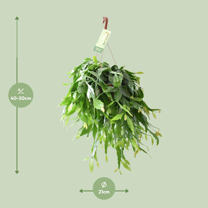 Rhipsalis Crispata – Pflegeleichte Hängepflanze Ø21cm