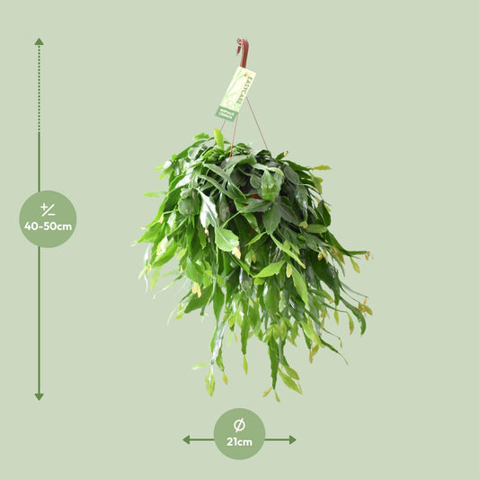 Rhipsalis Crispata – Pflegeleichte Hängepflanze Ø21cm