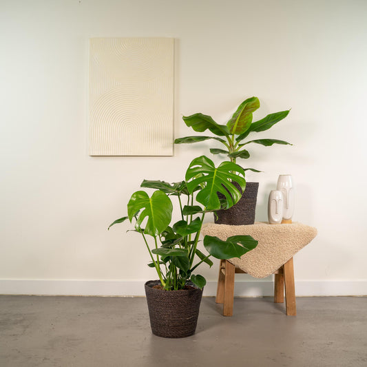 Monstera & Bananenpflanze Set mit Korb Ø21cm