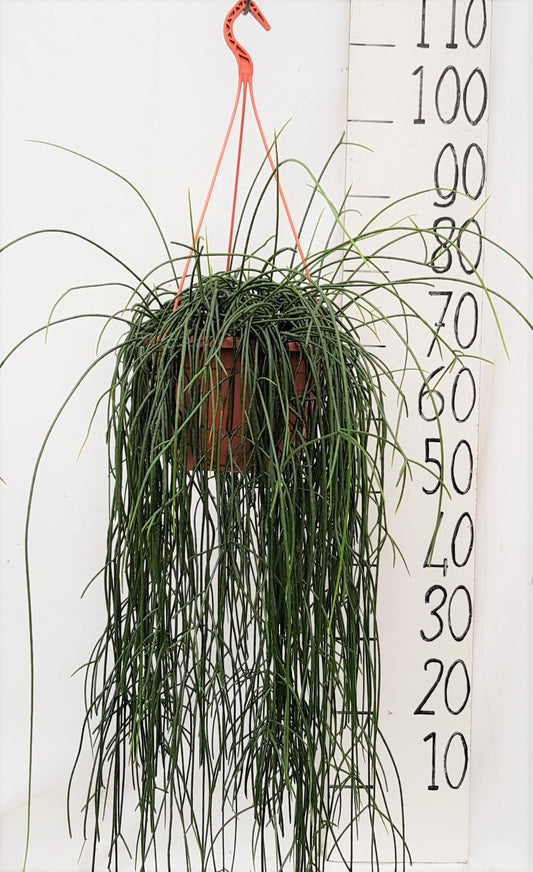 Rhipsalis Flocosa – Pflegeleichte luftreinigende Zimmerpflanze