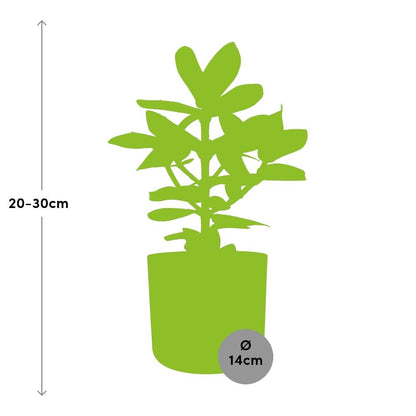 Clusia Princess im ELHO b.for soft rond 14cm Topf brique