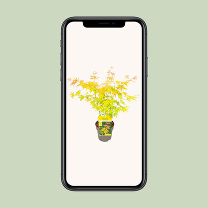 Fächerahorn 'Orange Dream' – Farbenfroher Zierahorn 15 cm