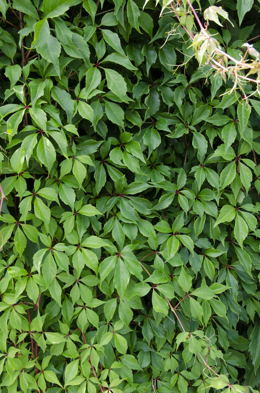 4x Parthenocissus quinquefolia 'Engelmannii' – Selbstkletternde Kletterpflanze Ø15cm