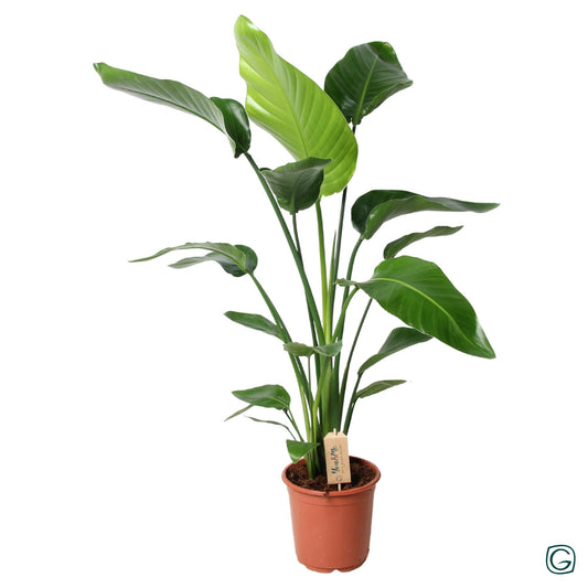 Strelitzia Nicolai – Weiße Paradiesvogelblume Ø21 cm