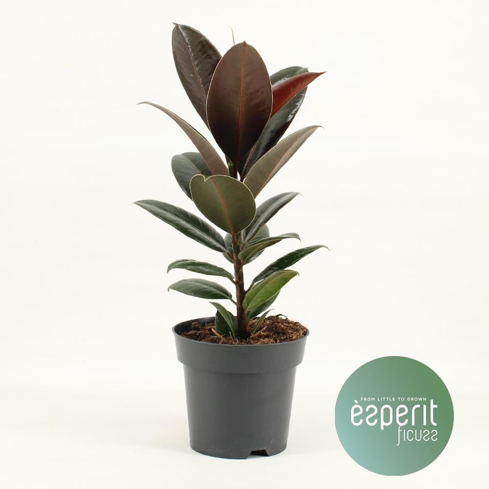 Ficus Elastica Melany – Pflegeleichter Trendpflanze Ø14cm