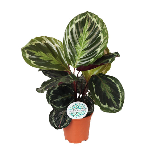 Calathea Medallion – Exotische pflegeleichte Zimmerpflanze Ø14 cm
