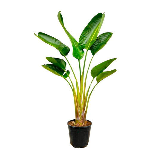 Strelitzia Augusta – Weißer Paradiesvogel, 160 cm