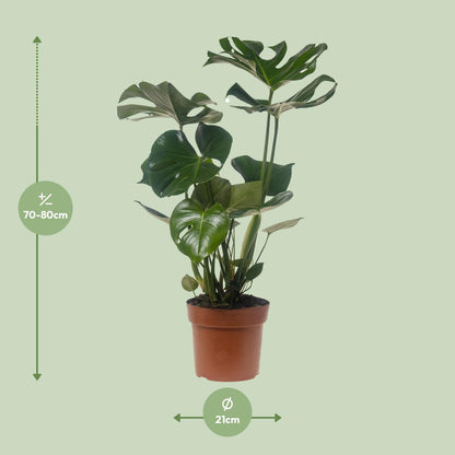 Monstera Deliciosa – Pflegeleichte Trendpflanze Ø21cm, 75cm hoch