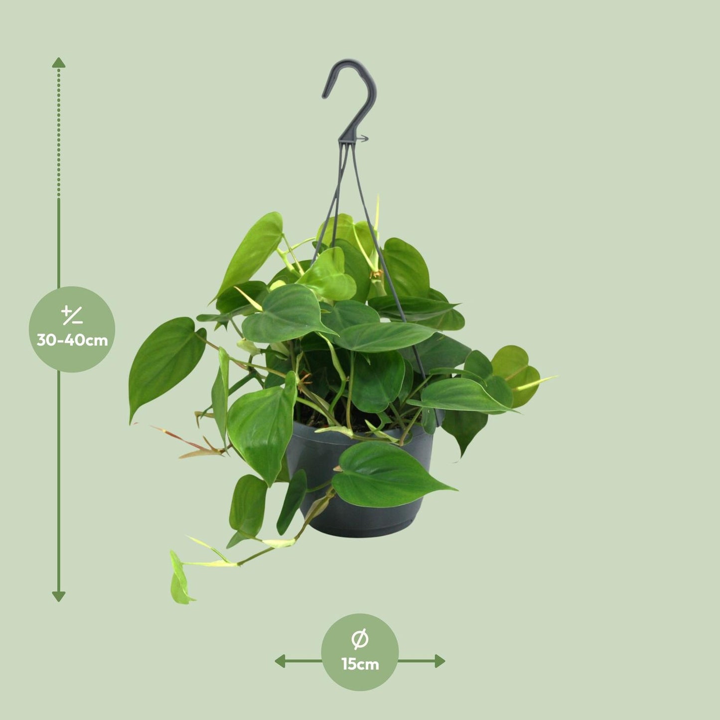Philodendron Scandens – Pflegeleichte Zimmerpflanze Ø15cm