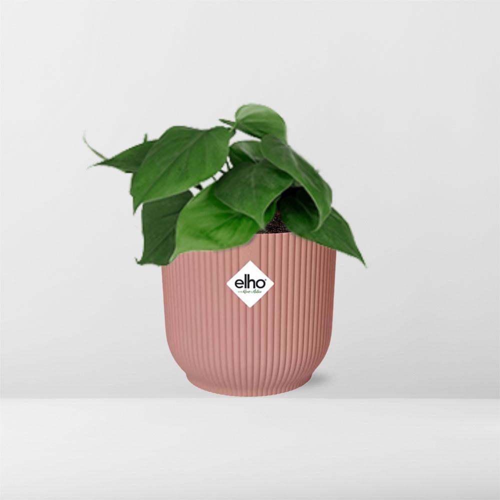Philodendron Scandens in ELHO Vibes Fold 14cm rosa