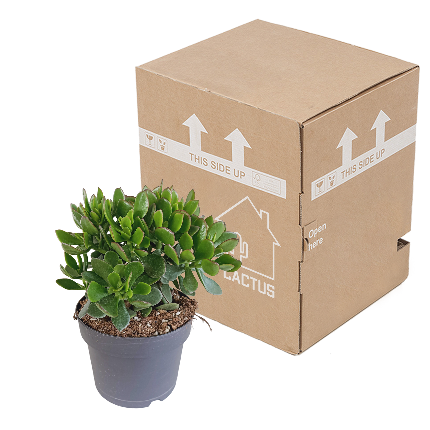 Crassula minova – Pflegeleichte Sukkulente 17 cm