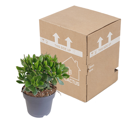 Crassula minova – Pflegeleichte Sukkulente 17 cm