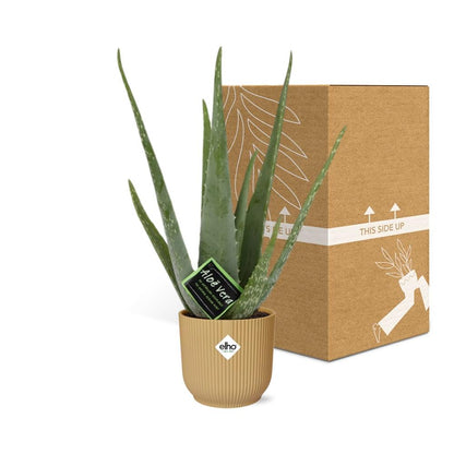 Aloe Vera 12cm in ELHO Vibes Fold 14cm Gelb – Pflegeleichte Sukkulente
