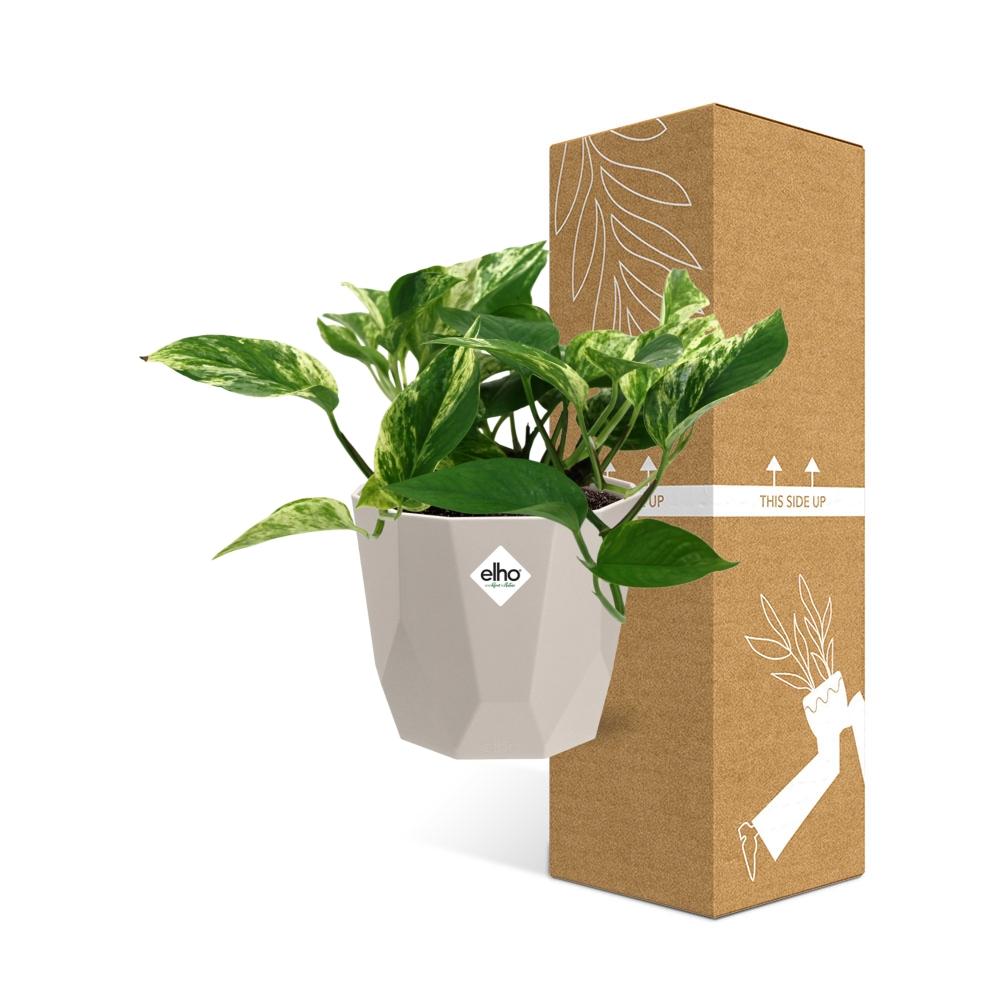 Scindapsus Marble Queen in ELHO b.for rock 14 cm warm grey