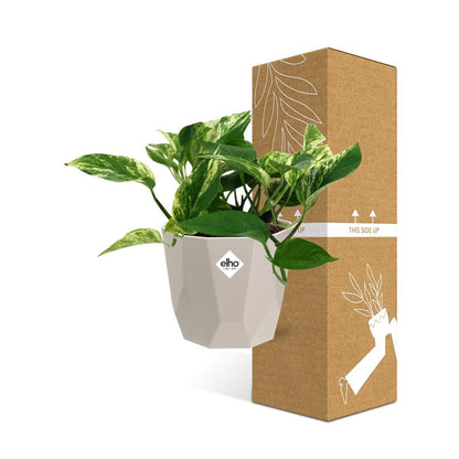 Scindapsus Marble Queen in ELHO b.for rock 14 cm warm grey