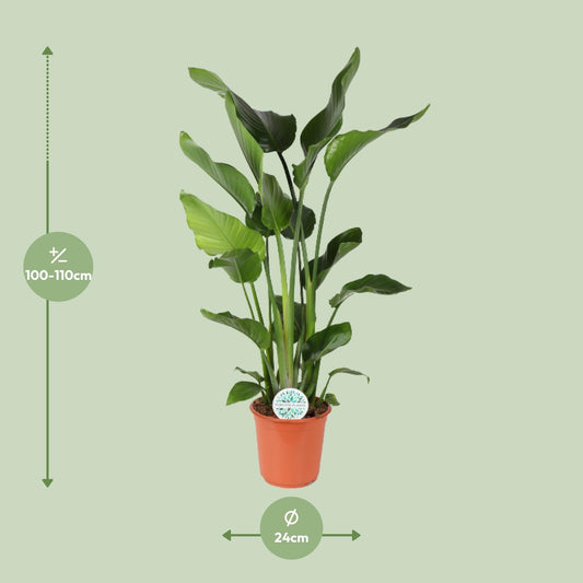 Strelitzia Nicolai – Exotische Paradiesvogelblume Ø24cm, 110cm hoch