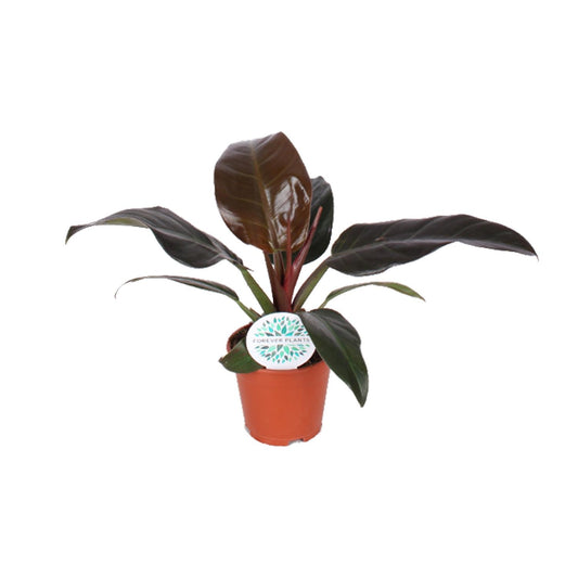 Philodendron Imperial Red – Tropische Zimmerpflanze Ø14cm